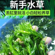 鱼缸水草植物真草净化水质不用泥土鱼缸造景装饰蜈蚣草绿菊水草