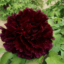 ĵںʝ^pMڎذꖾƷڱƷ