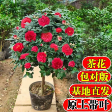 四季茶花树苗带花苞盆栽耐热花卉植物室内外绿植好养开花不断