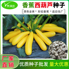 批发香蕉西葫芦种子水果型能生吃耐寒春季农田菜园黄色葫芦瓜种籽