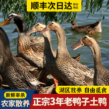 老鸭子土鸭生鲜鸭肉三年老鸭农家散养水麻鸭正宗现杀鸭子整只新鲜