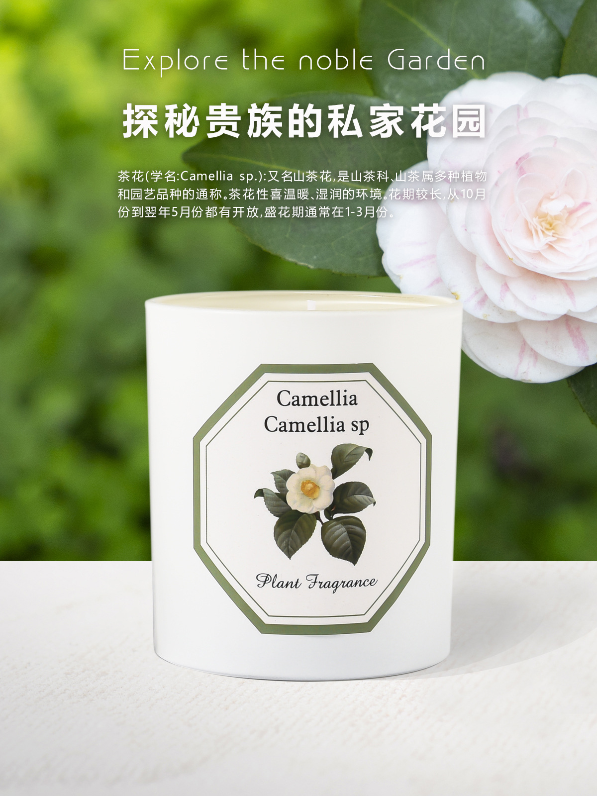 植物学家蜡烛_07