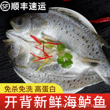 鲈鱼海鲈鱼开背新鲜冷冻鲜活深海七星海捕花鲈鱼黑鲈鱼去鳃去内脏