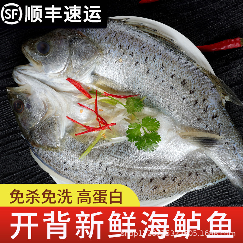 鲈鱼海鲈鱼开背新鲜冷冻鲜活深海七星海捕花鲈鱼黑鲈鱼去鳃去内脏