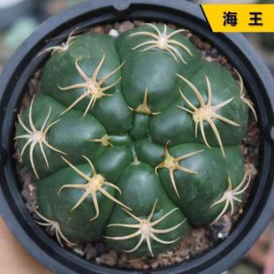 ����������û��������ֶ����ۻ������������ĳ����_���ͺ���