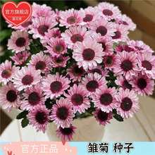 ���������r�շN�Ӿ��`�r���ļ��׷N�ͺ����Ի��Ѿ����ױ��軨�N��