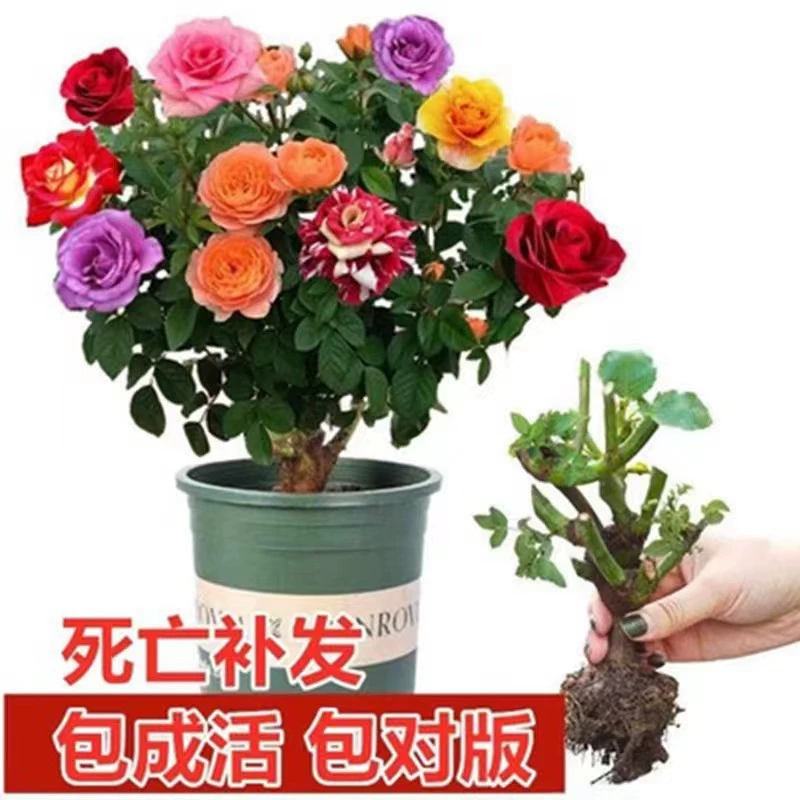 Юньнань Куньминг, розовые саженцы в горшках, старый пень, красная роза, старые корневые розы, цветочные саженцы, цветущие в любое время года, ароматные цветы