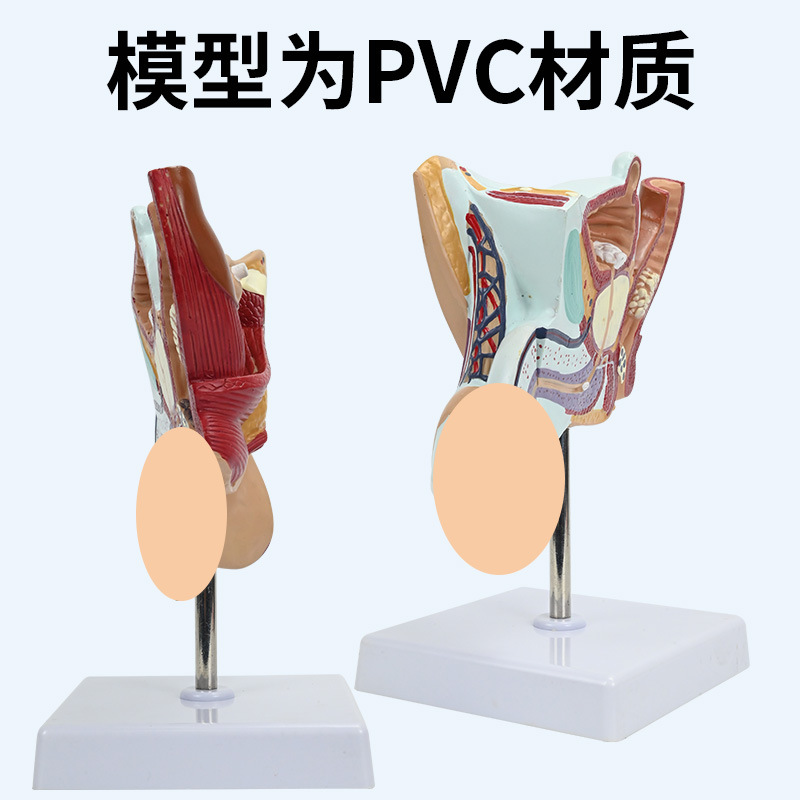 ��Ů��ֳϵͳģ�� ҽԺ������ϵͳ��ѧģ�� ʸ״�������ٽ���ģ��