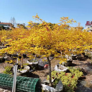 �S����N�� ���~Ų���ʣ�Ų���S������N�� ��ɫ��N �߳�ѿ��