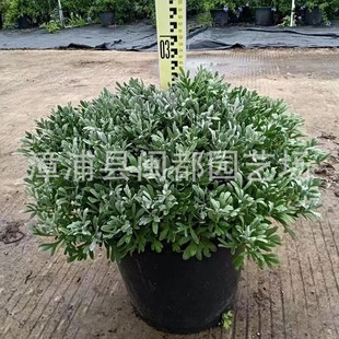 ܽ�ؾ������� �y���~Ƭ �ͺ�ͥԺ�c�Y �������ݻ���ֱ�� ����r��