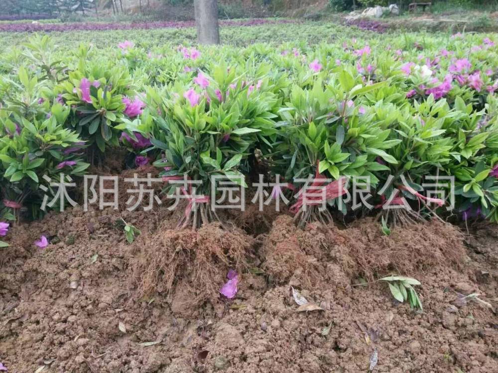 毛娟苗圃基地春娟夏娟毛娟小毛球工程绿化苗木小区色块苗规格齐全-阿里巴巴