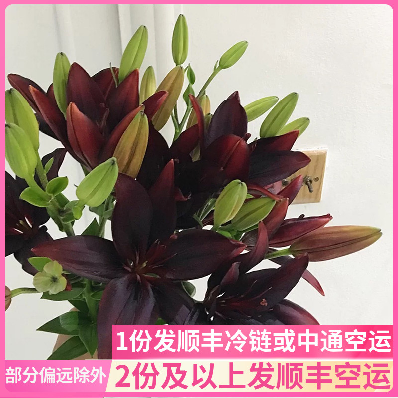 黑宝石亚百合花亚洲斗南水养家用鲜花基地花卉市场批云南直发黑色