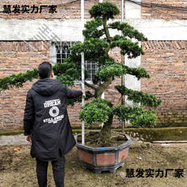 大型迎客松盆景真树罗汉松园艺树桩盆栽植物四季常青绿植庭院台湾