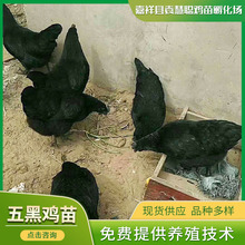 山東農家散養五黑綠殼蛋雞 孵化場養殖五黑綠殼蛋雞 基地養殖雞苗