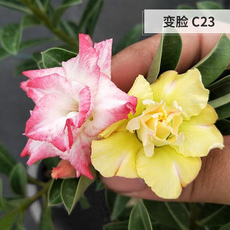 # 15년에 바뀌는 얼굴-사막(3년근 모종) 같은 해에 개화