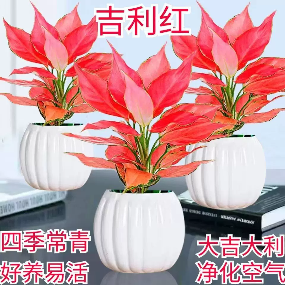 吉利红组合室内室桌面水培盆栽懒人植物净化空气客厅办公