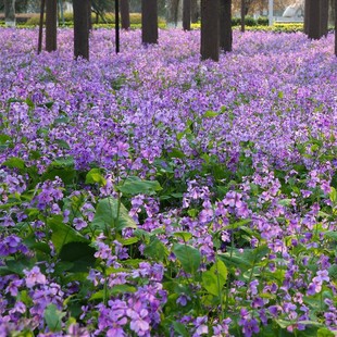 February orchid seeds cold tolerance shade autumn sowing seeds flower gardening greening landscape outdoor lawn courtyard flower seeds