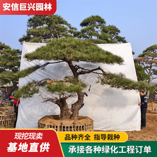 ������̩ɽ���� �����ɘ��辰 2-3.5�׾��Ɉ@��Ҏ���Rȫ