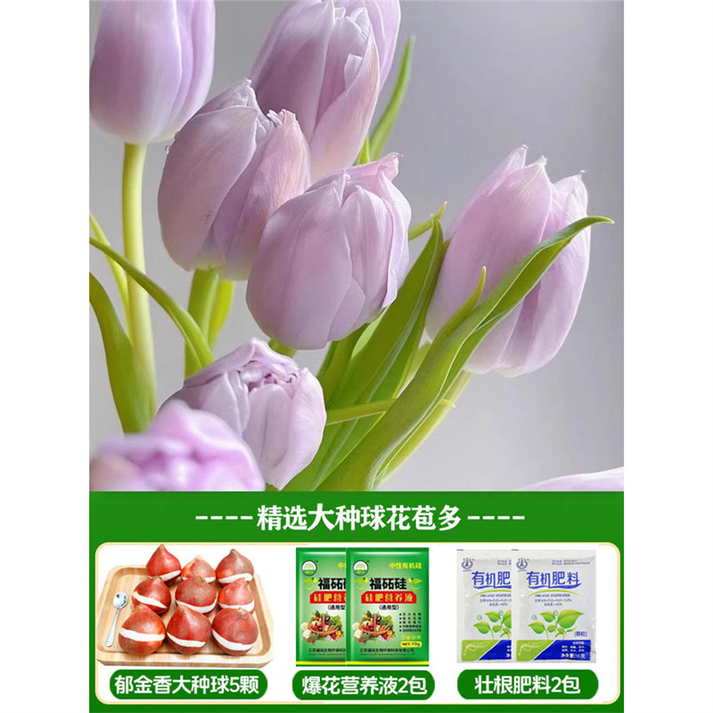 A2 bathing tulip 3 big balls + nutrient solution + fertilizer