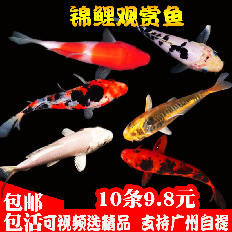 冷水淡水观赏鱼红白锦鲤鱼活鱼草金鱼中大型好养三色绯写鲤锦鲫鱼