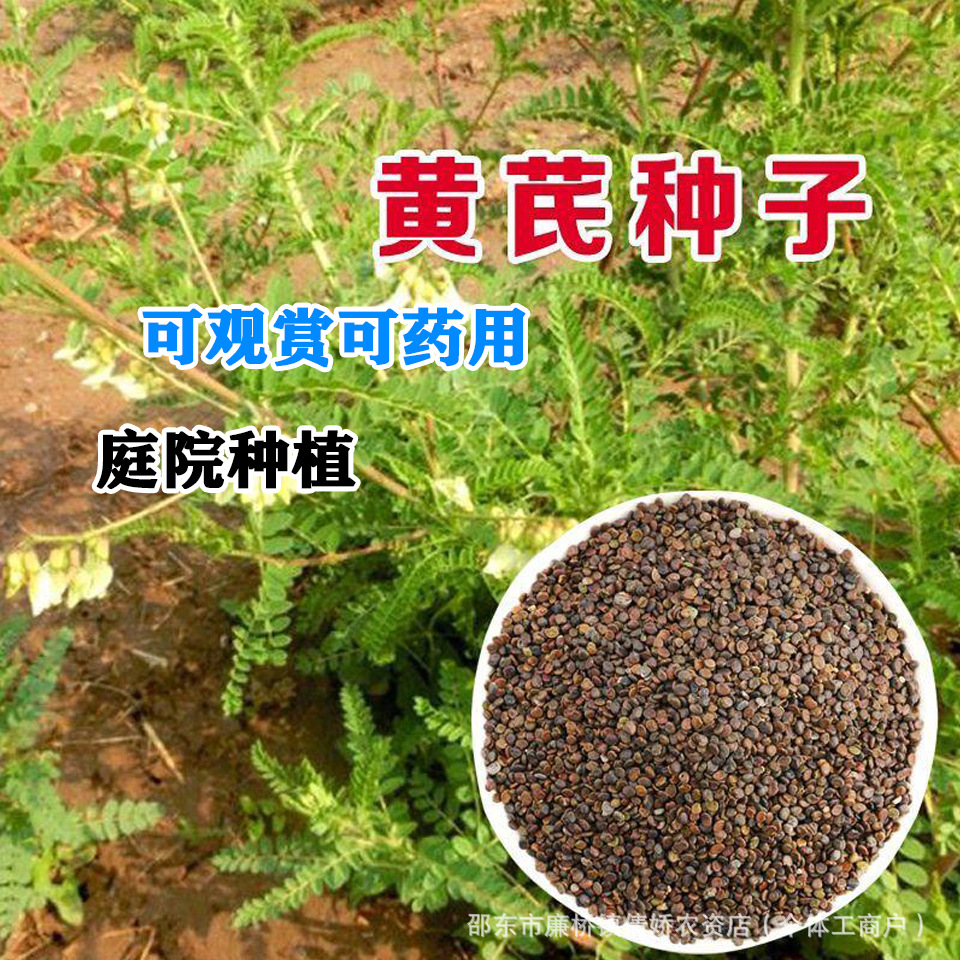 Astragalus Seeds Wholesale High-Quality Medicinal Seeds Astragalus Seeds Newly Harvested Medicinal Materials Astragalus Seeds Wild Vegetable Seeds