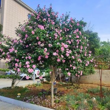 ذľȻԝļͥԺhֲͺ܄eL