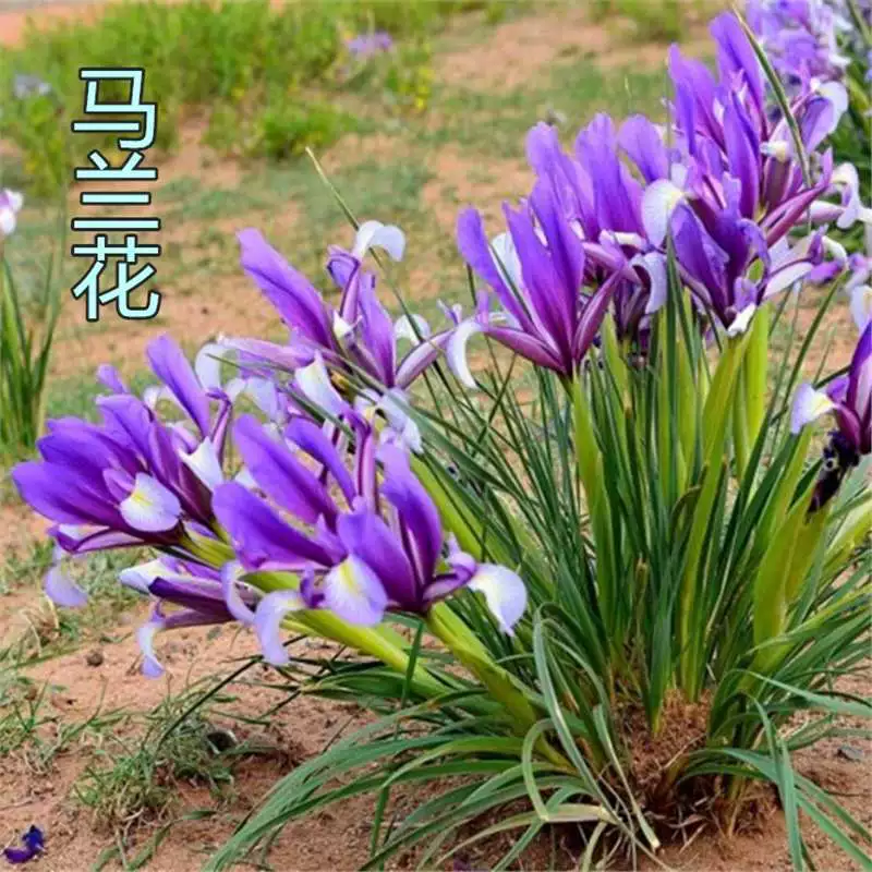 Синяя ириска, альпийская ириска, многолетнее соленосное растение для влажных почв.