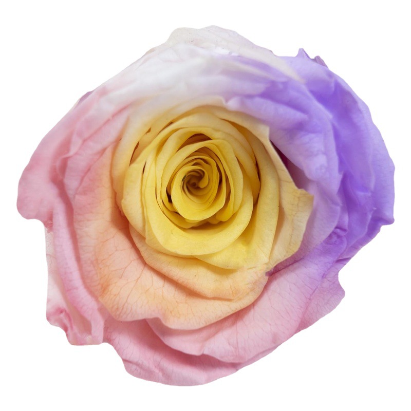 Yunnan yongsheng fábrica de flores al por mayor Rosa cabeza B grado hecho a mano DIY flor material flores gradiente color roto hielo azul