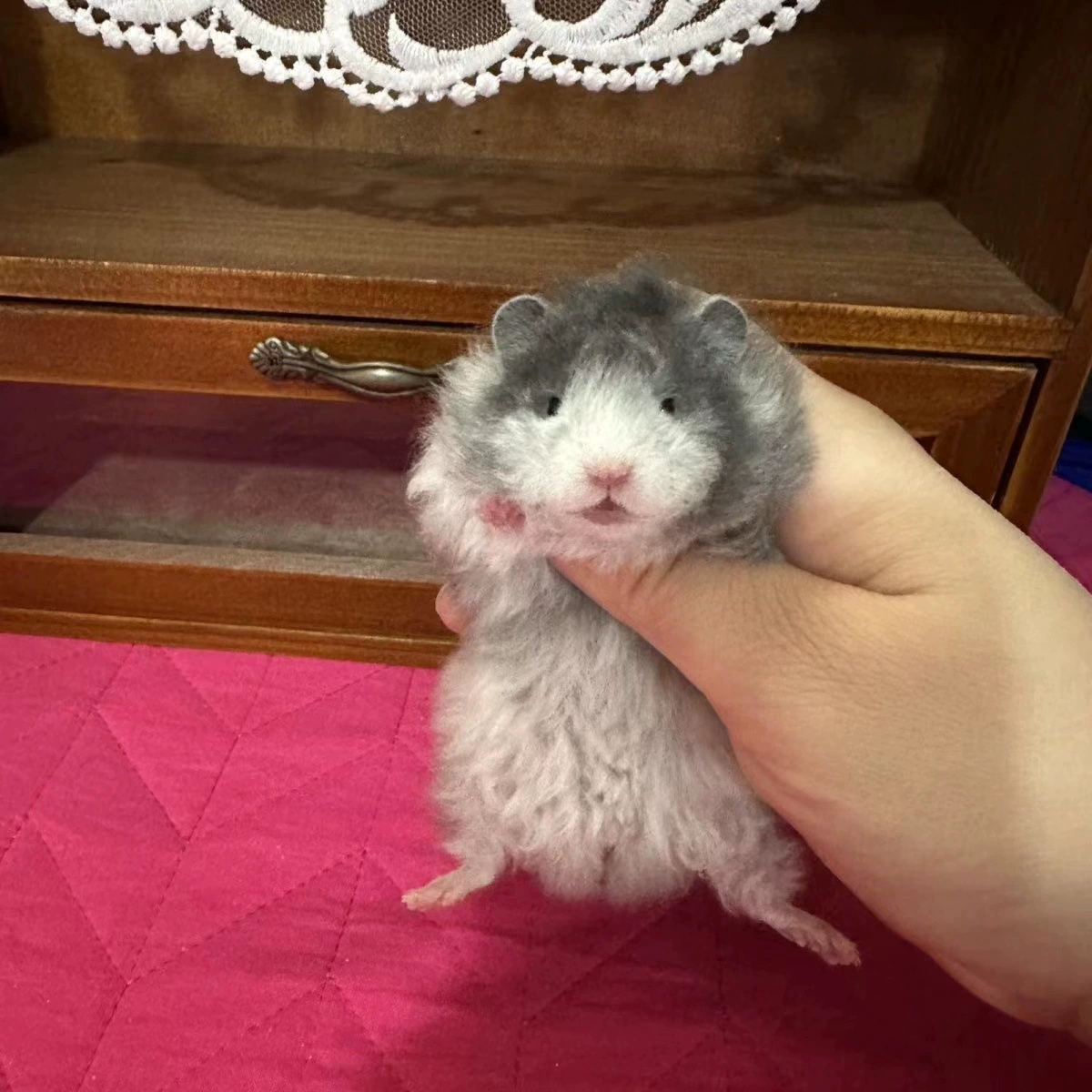 Live dwarf hamster, assorted coat colors and lengths, 0.01 kg, ~5 cm small pet