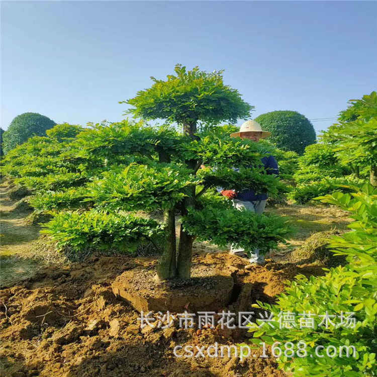 批发造型榆树 湖南单杆从生榆树桩景 园林工程 大型绿色乔木
