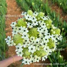 ���Z�q�����a֮�ǷN�� �����f����ȸ÷�}�İٺ��������oֲ��