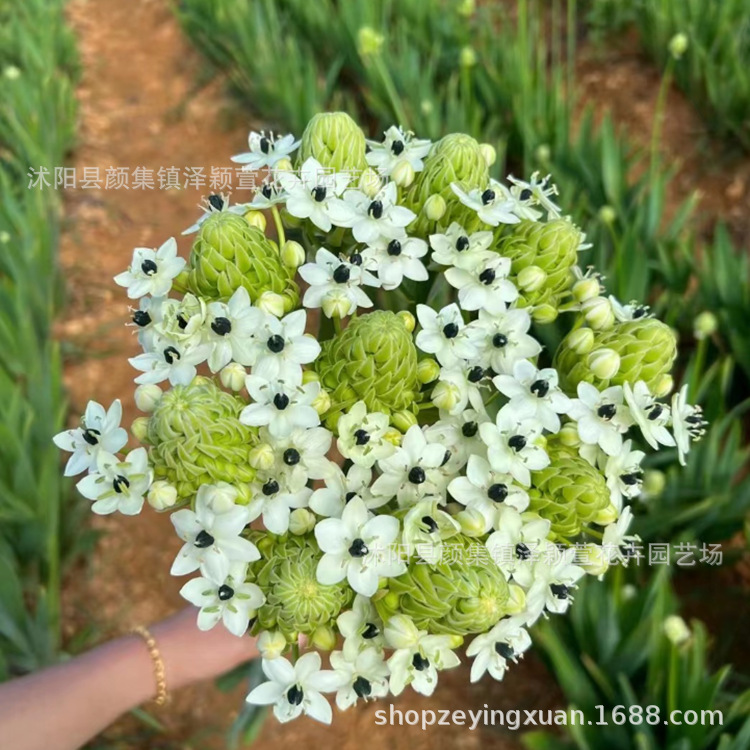 天鹅绒伯利恒之星种球 虎眼万年青雀梅圣心百合盆栽球茎植物