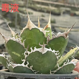 ��Һ�����ھGֲ���Ծ��^����ֲ��������l�����mʮ������ꪷ�ݗ��