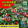 Colorful millet peppercorns Seed colorful pepper Pepper Pepper Pepper Pot Pot Potted Plants Bright Watching Edit Colorful Pepper