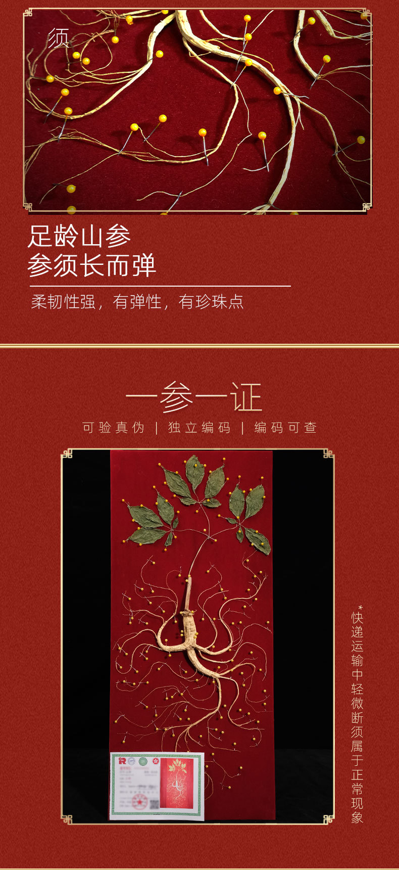Jilin Changbai Mountain Forest Ginseng Gift Box Dried Ginseng Root for Cooking Elderly Gift in use