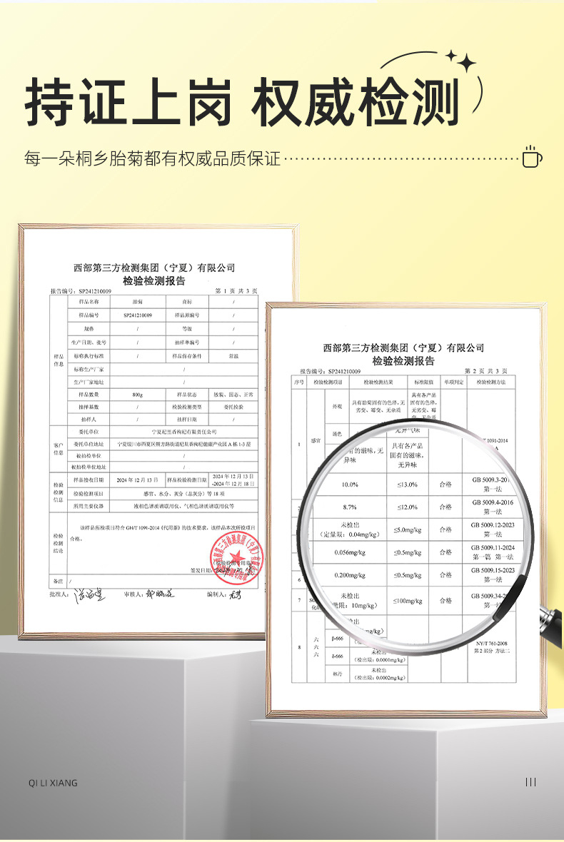 Tongxiang First Harvest Fetal Chrysanthemum Flower Tea 80g Round Tin Tai Ju for Daily Herbal Infusion in use
