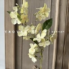 Butterfly flower yellow