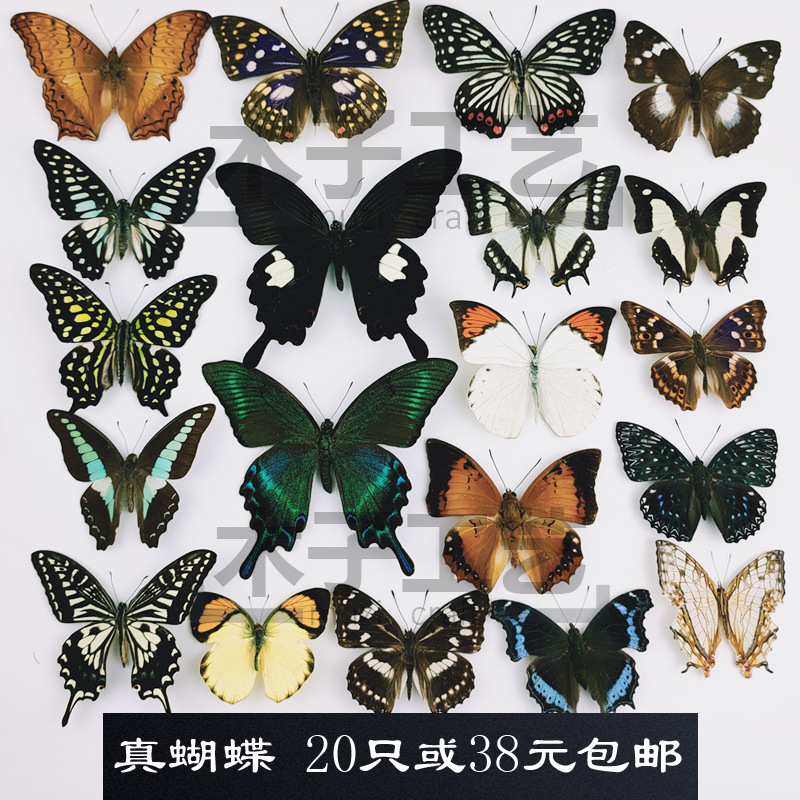 A-真蝴蝶标本未展翅各种原蝶杂蝶昆虫幼儿园教学收藏摄影道具包邮