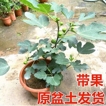 �o�������玧�莧�����~�ش󲨼��t�̨ͥԺ�ͺ��ϱ��Nֲ����Y��