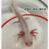 Шестиугольный дракон, белый, 7–10 см, 1 шт.