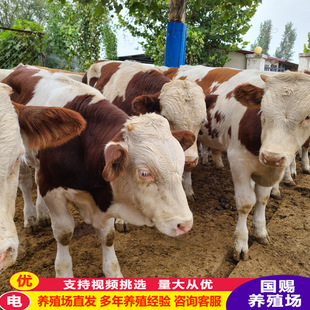 �����T������ţ���Bֳ�����SţСţ����-��ľٝ�Nţţ�̃r��