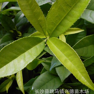 Wholesale of Novelty Varieties of Green Osmanthus, Green Exquisite Seedlings, Hunan Osmanthus Tree Seedlings, Sold from the Place of Origin