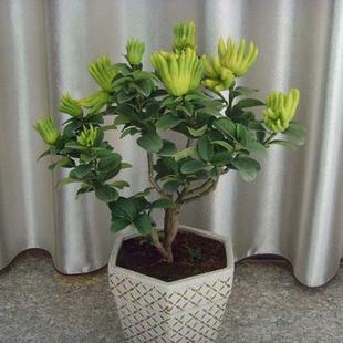 ���F�������ڻ����绨���̨�^��ֲ��ǧָ����t�����ָ������ļ�