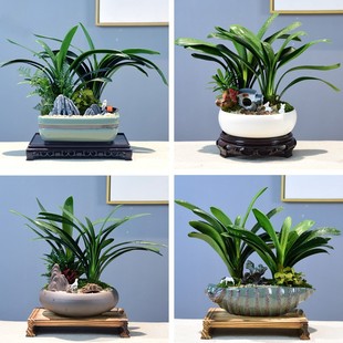 Bonsai Clivia Plant Living Popted Plant Plant Room Green Plant Plant Tea Room