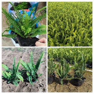 Kidney Fern, Ribs, Grass Bag Seedlings, Ferns Wholesale, Shade-Tolerant Flowers and Plants