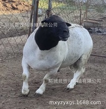 杜泊羊哪里有卖黑头杜泊绵羊价格杜泊羊活体羊苗杜泊羊种公羊母羊