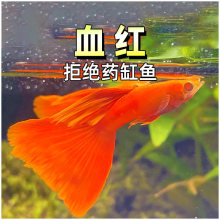 Ѫ�t��ȸ�~����ȫ�t������Ʒ��β��ϡ��ِ������ĸ�~�R�aˮ�ݸ��~