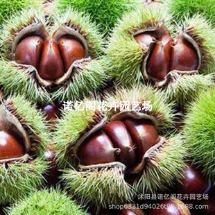 ���������޽Ӹ߮a�����ϱ�������ͥԺ���ԷNֲ����������t������