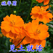 AշN򻯾ջѻNļͺ׻LݻGN