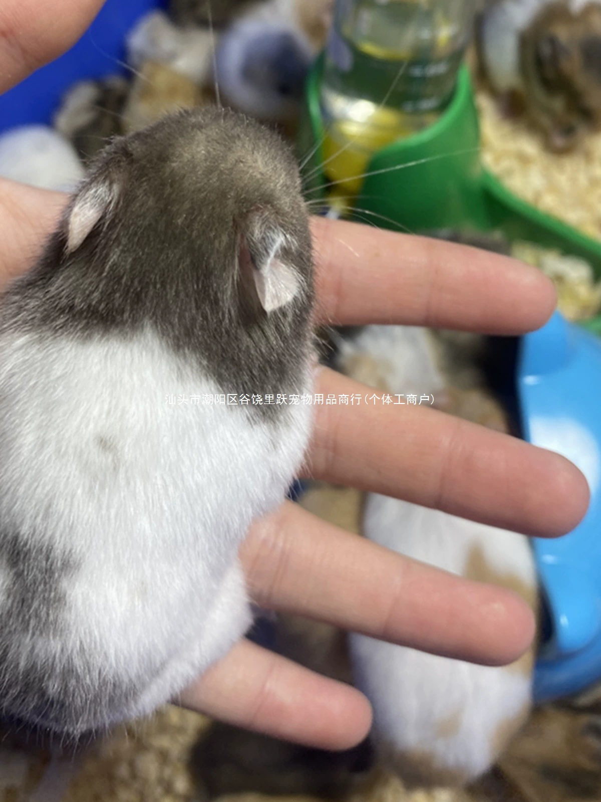 Домашние хомяки Серебряная лиса Домашняя маленькая пудинг